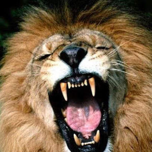 Meet your Posher, Gray